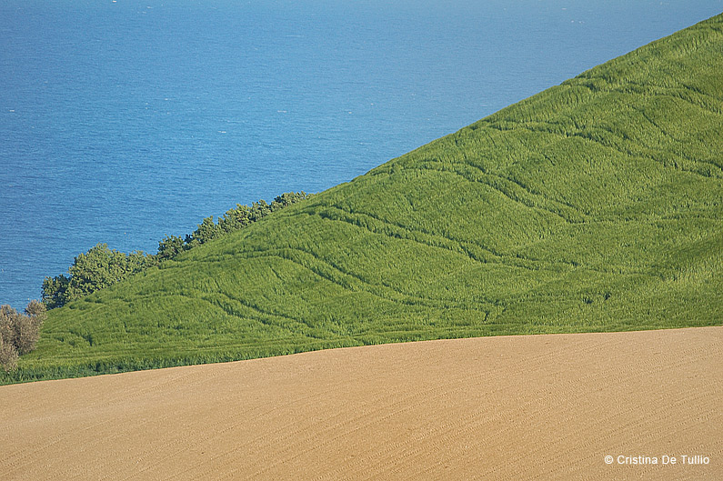 Pineto paesaggi